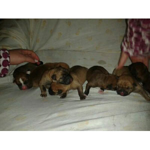 REGALO cachorros REGALO cachorros