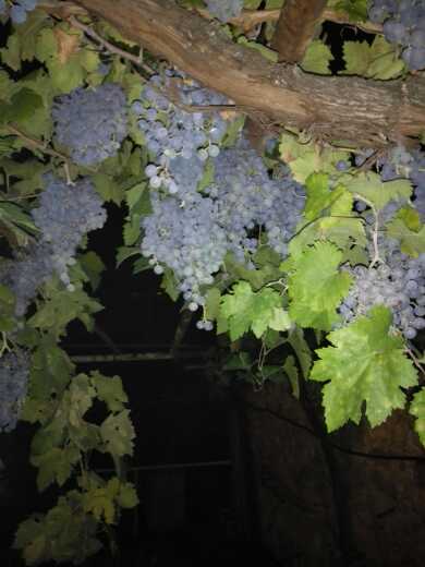 REGALO uvas y laurel REGALO uvas y laurel