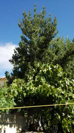 REGALO uvas y laurel 2