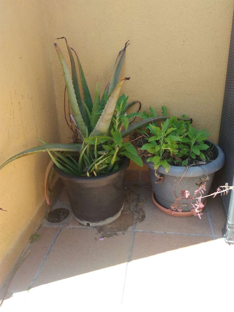 REGALO flores y plantas 4