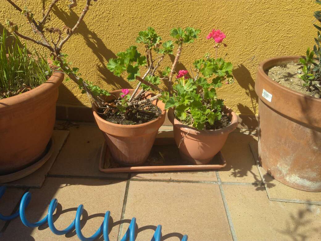 REGALO flores y plantas 3