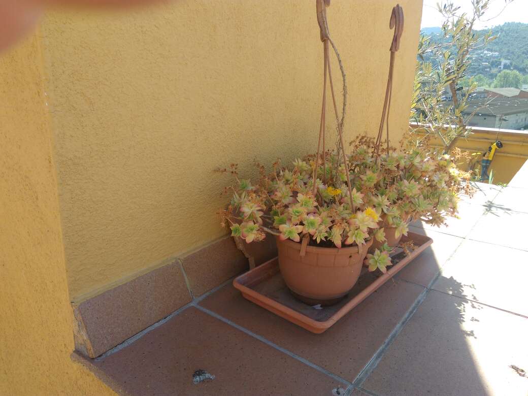 REGALO flores y plantas 2