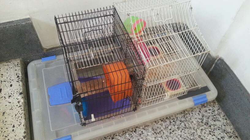 REGALO Jaula hamsters 2
