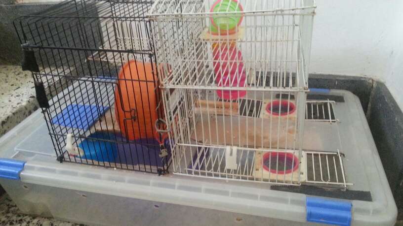 REGALO Jaula hamsters REGALO Jaula hamsters