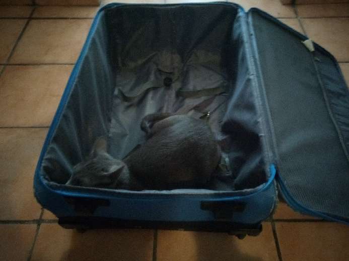 REGALO maleta grande de viaje 3