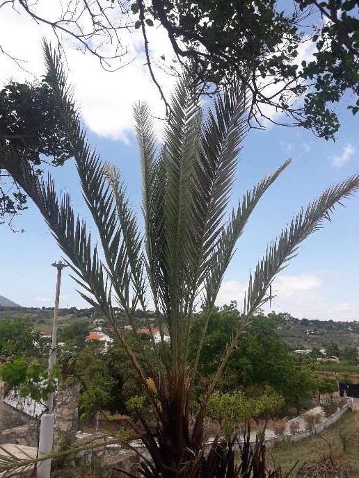 REGALO Olivo y Palmera REGALO Olivo y Palmera