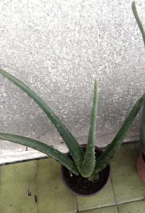 REGALO plantas de aloe 2