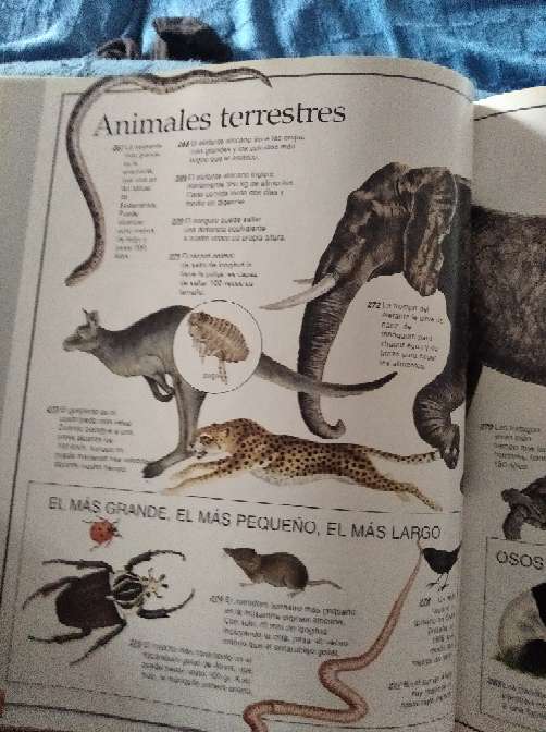 REGALO El libro de los records 2