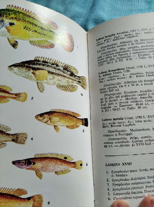 REGALO Gua de los peces de Mar 4