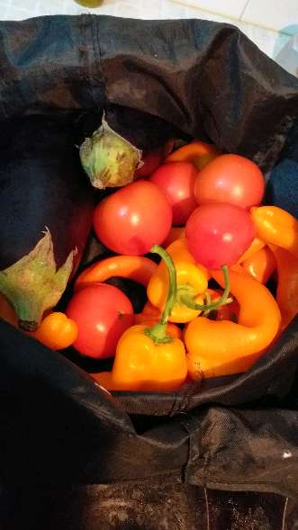 REGALO vegetales REGALO vegetales