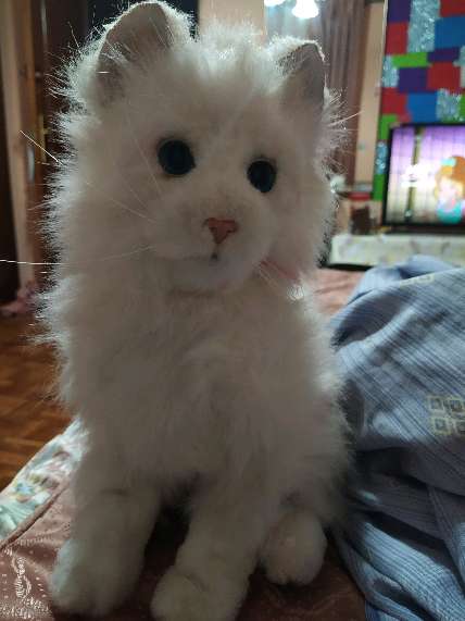 REGALO gatito de peluche  1