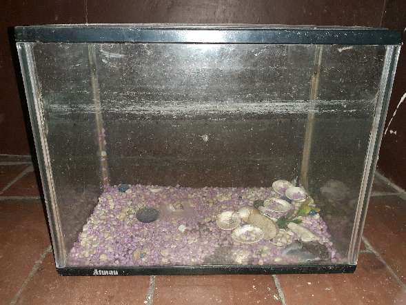 REGALO pecera pequea 