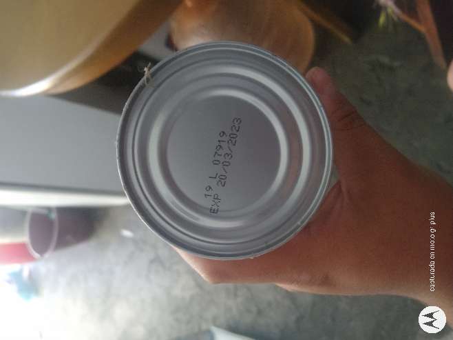 REGALO Palmito entero de lata 493 gr 3