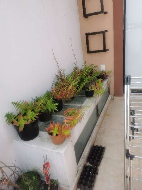 REGALO Plantita suculenta 2