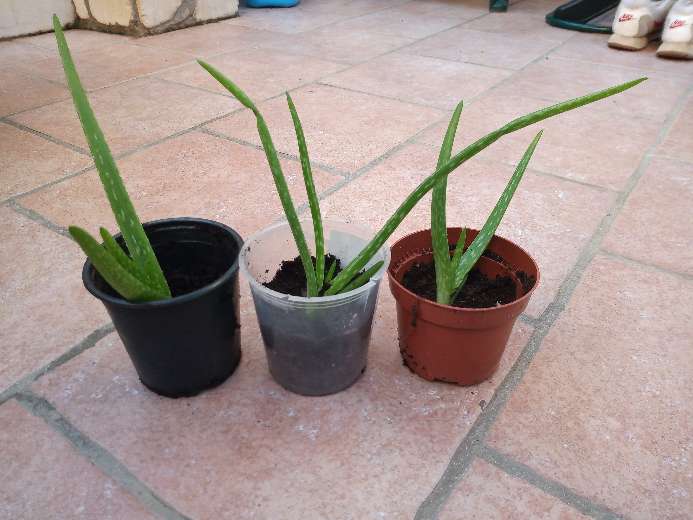 REGALO Aloe Vera 3