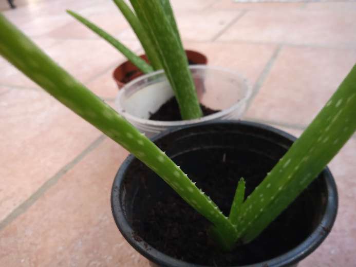 REGALO Aloe Vera