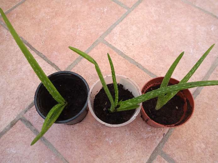 REGALO Aloe Vera 2