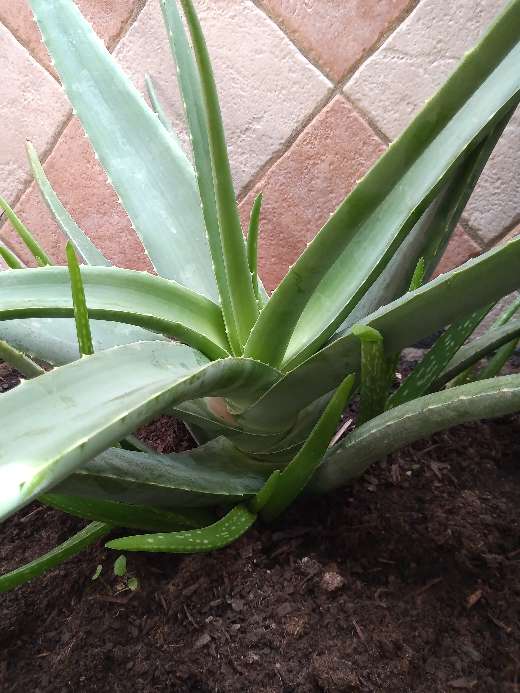 REGALO Aloe Vera 4