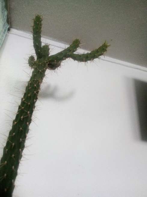 REGALO Cactus  1