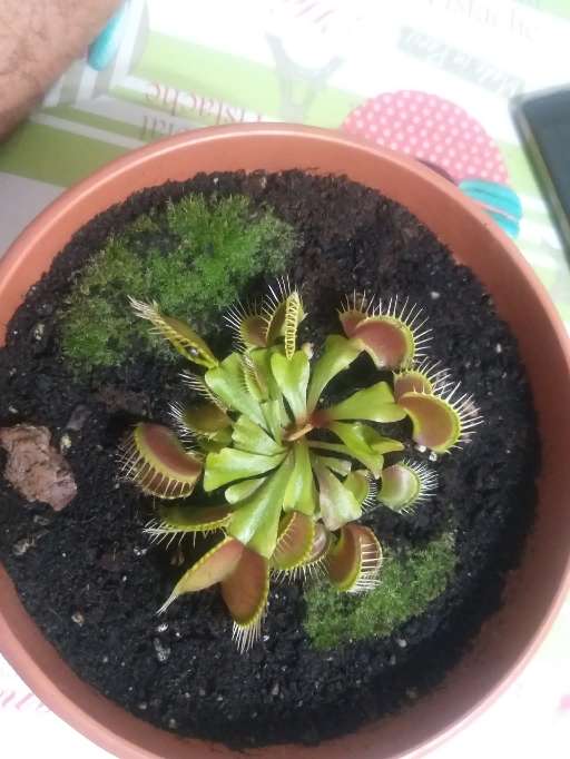 REGALO planta carnvora 2