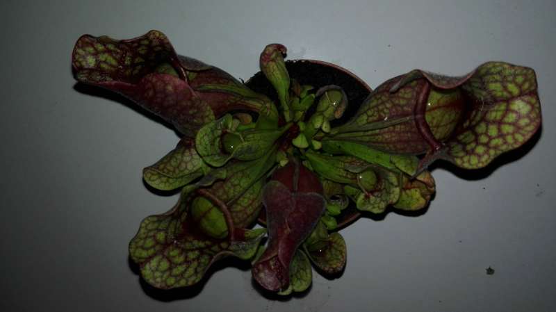 REGALO planta carnvora 3