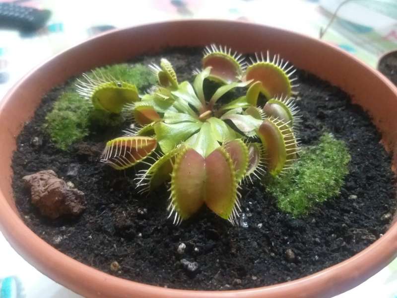 REGALO planta carnvora