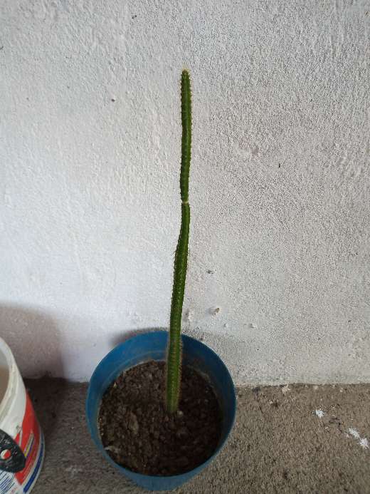 REGALO cactus  1