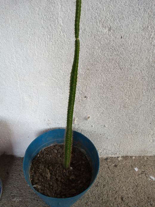 REGALO cactus  3