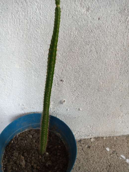REGALO cactus  4