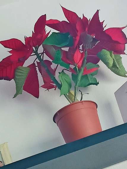 REGALO planta