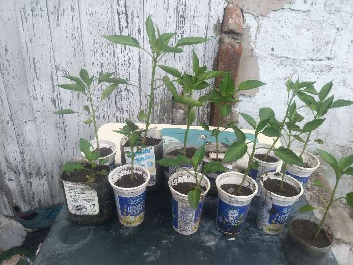 REGALO plantitas de morron 2