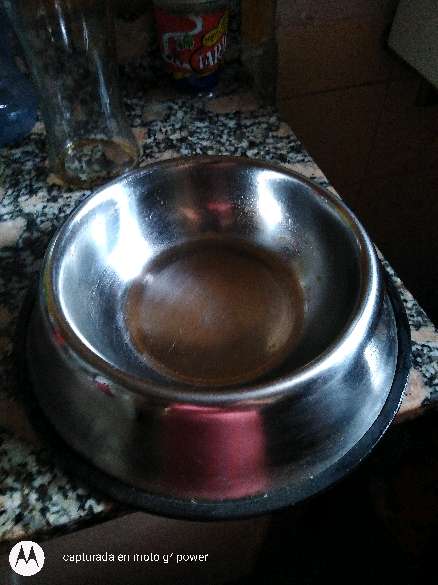 REGALO comedero de perro/gato mediano