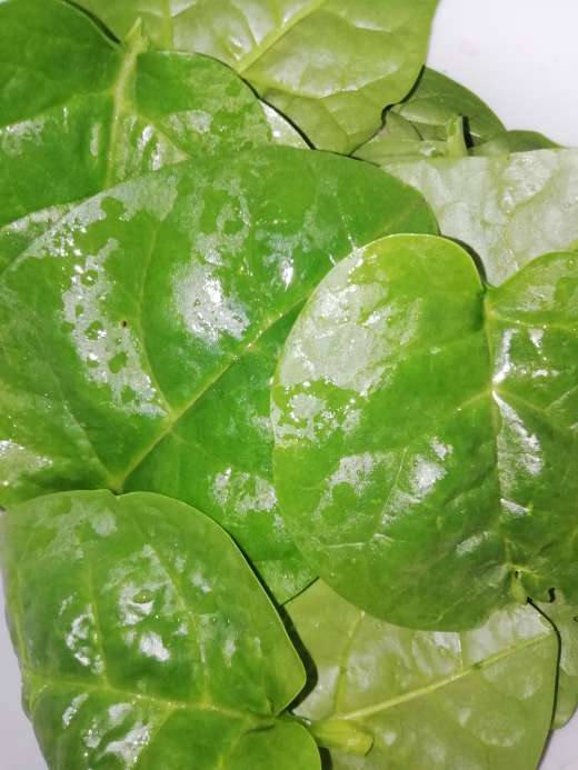 REGALO Espinacas orgnicas 2