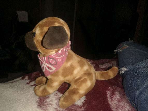 REGALO perrito de peluche 3