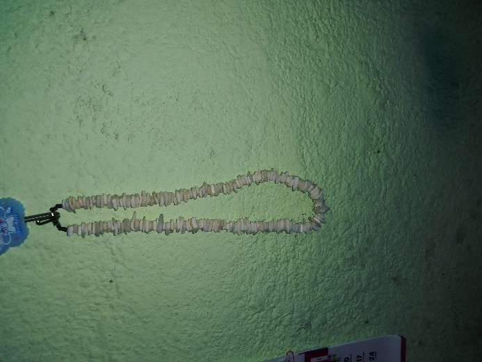 REGALO collares de concha 2