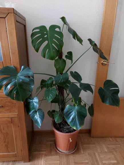 REGALO Planta