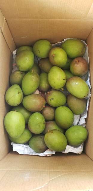 REGALO mangos x temporada