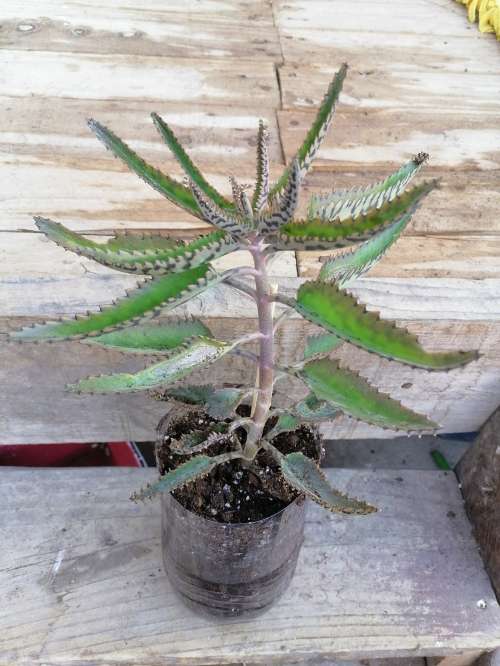 REGALO Plantas Kalanchoe  1