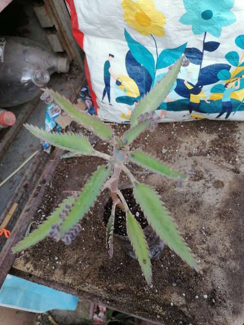 REGALO Plantas Kalanchoe  2
