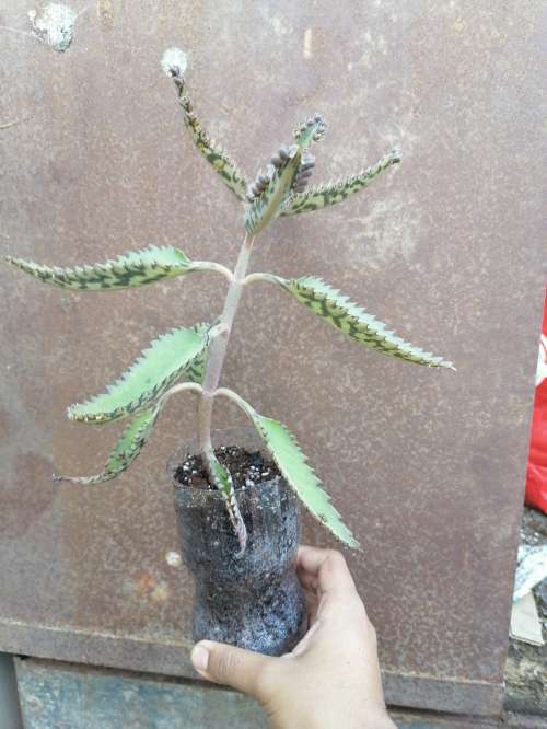 REGALO Plantas Kalanchoe  3