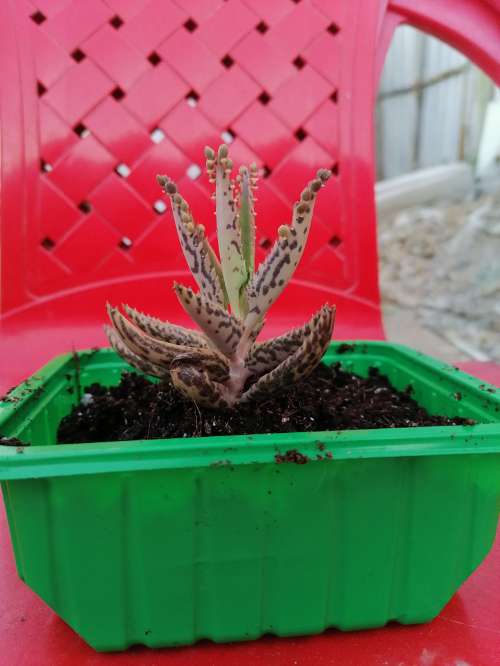 REGALO Plantas Kalanchoe  4