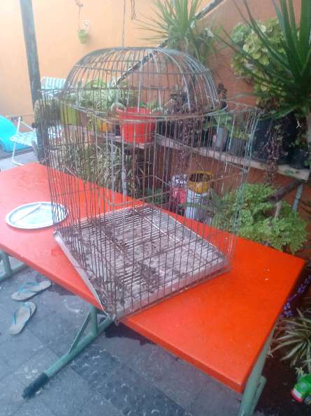 REGALO jaulon para loros  2