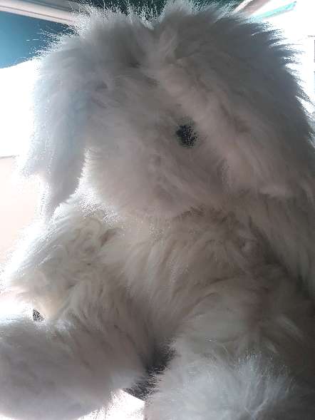 REGALO peluche conejo 