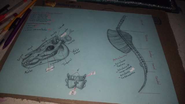 REGALO dibujo simples de anatoma 2