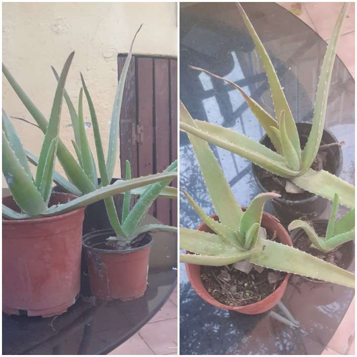 REGALO Dos jarrones y tres plantas de aloe vera 2