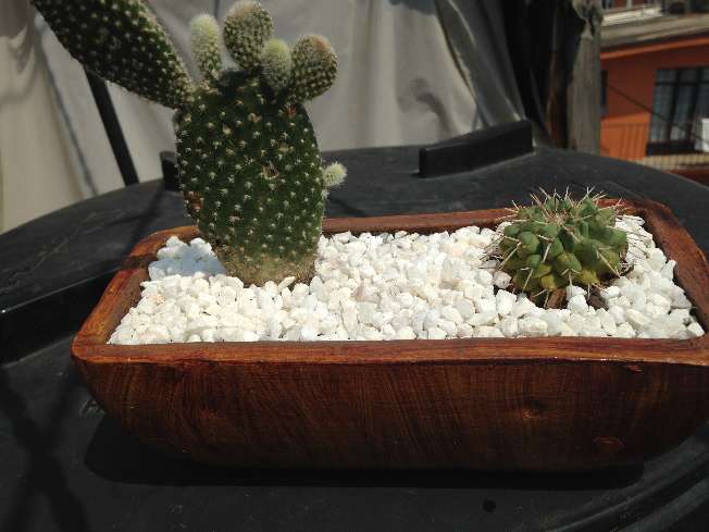 REGALO cactus maceta