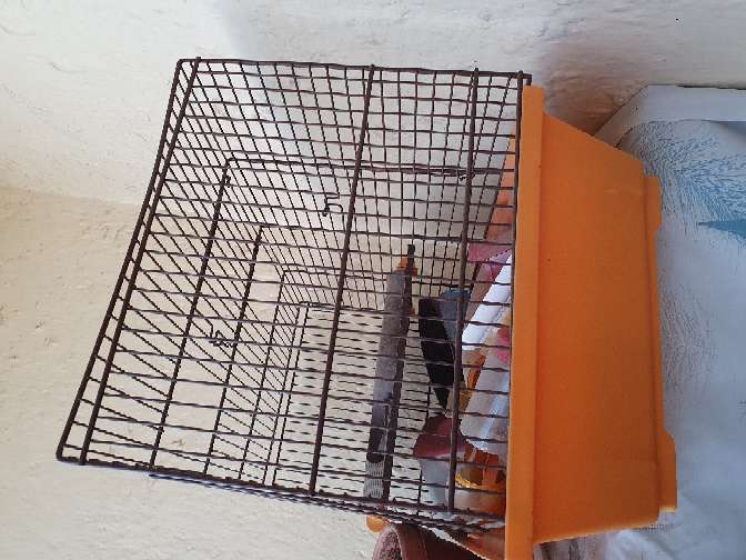 REGALO jaula REGALO jaula