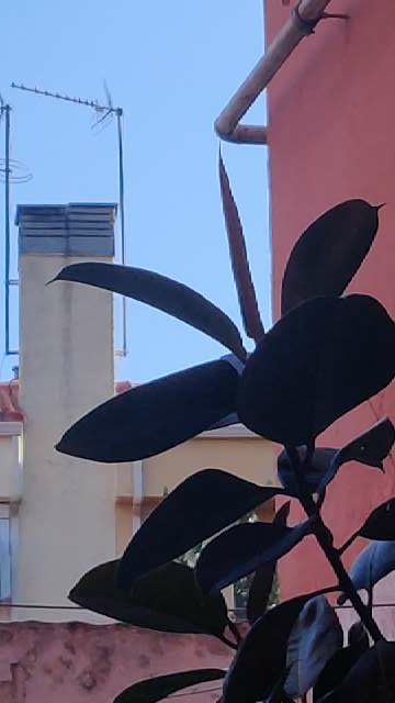 REGALO Esquejes de Ficus Robusta. REGALO Esquejes de Ficus Robusta.