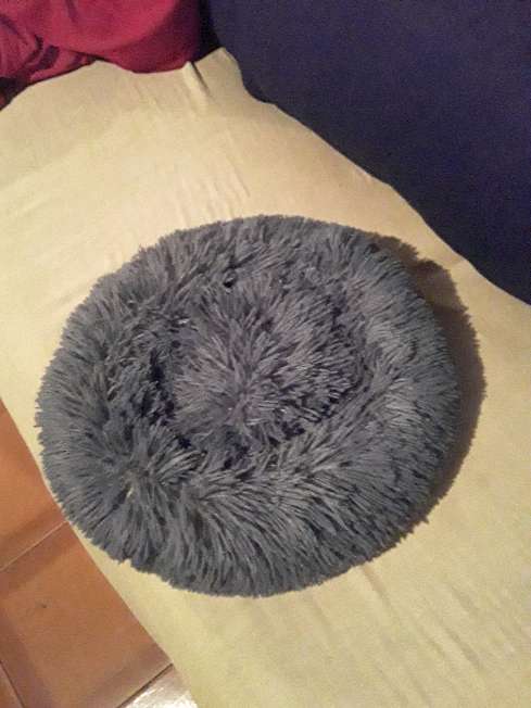 REGALO cama de perrito