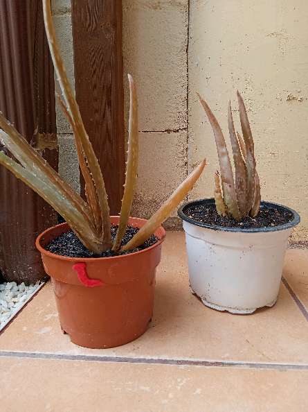 REGALO 2 plantas de aloe vera